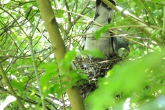 Woodpigeon with two squabs, Anston Stones.