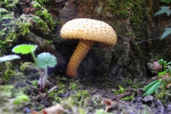 Shaggy Scalycap - Pholiota squarrosa