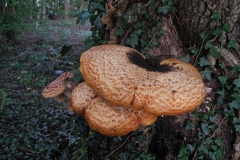 Dryad's Saddle - Polyporus squamosus