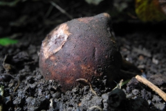 Collard Earthstar - Geastrum triplex