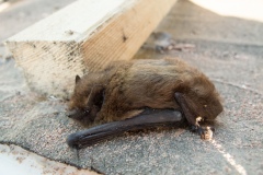 Pipistrellus pipistrellus - Common Pipistrelles