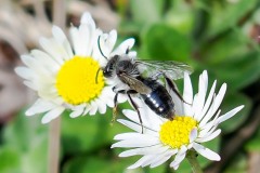 Andrena cineraria (male) Ashy Mining Bee, Thorne Moor