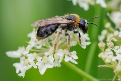 Andrena haemorrhoa -  Oranged-tailed Mining Bee, Thorne Moor