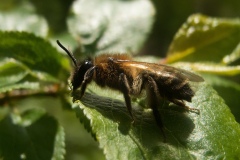 Colletes daviesannus, North Anston (2 May 2013)