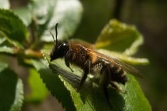 Colletes daviesannus, North Anston (2 May 2013)