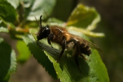 Colletes daviesannus, North Anston (2 May 2013)