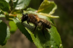 Colletes daviesannus, North Anston (2 May 2013)