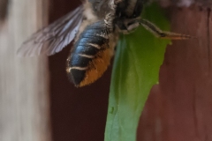 Megachile centuncularis, - Patchwork Leaf-cutter Bee