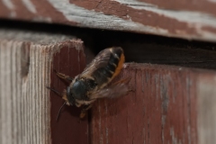 Megachile centuncularis, - Patchwork Leaf-cutter Bee