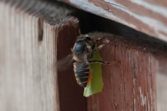 Megachile centuncularis, - Patchwork Leaf-cutter Bee