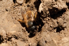 Osmia bicornis -  Red Mason Bee , Dinnington