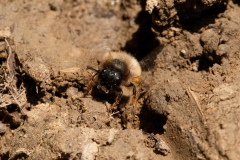 Osmia bicornis -  Red Mason Bee , Dinnington