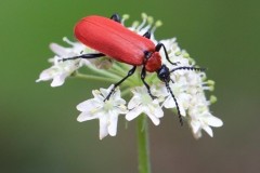 Pyrochroa cocinea - Black-headed Cardinal Beetle, Sherwood Forest, Notts.