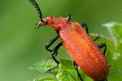 Pyrochroa serraticornis - Red-headed Cardinal Beetle, Danes Hill NR, Notts