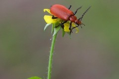 Pyrochroa serraticornis - Red-headed Cardinal Beetle,  Bishop Wood, Yorks.