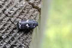 Megatoma undata, Danes Hill NR