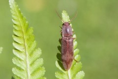 Stenagostus rhombeus, Woodside Nurseries, Austerfield.