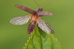 Stenagostus rhombeus, (taking flight), Woodside Nurseries, Austerfield.