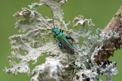 Oedemera nobilis, - Thick-legged Flower Beetle, Sherwood Forest, Notts.