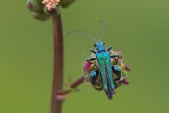 Oedemera nobilis, - Thick-legged Flower Beetle, Woodside Nurseries, Austerfield.