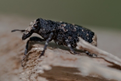 Platyrhinus resinosus -  Fungus Weevil , Hardwick NT