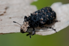 Platyrhinus resinosus -  Fungus Weevil , Hardwick NT