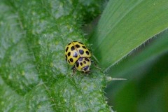 Psyllobora vigintiduopunctata, - 22 Spot Ladybird, Woodside Nurseries, Austerfield.