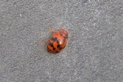 Subcoccinella vigintiquattuorpunctata - 24 Spot Ladybird, Woodside Nurseries, Austerfield.