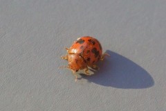 Subcoccinella vigintiquattuorpunctata - 24 Spot Ladybird, Woodside Nurseries, Austerfield.