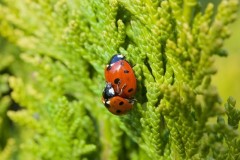 Coccinella septempunctata - 7 Spot Ladybird, Woodside Nurseries, Austerfield.