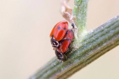 Hippodamia variegata - Adonis Ladybird, Woodside Nurseries, Austerfield.