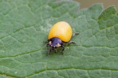 Coccinella septempunctata -  7 Spot Ladybird (teneral) Austerfield.