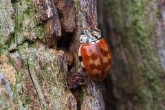 Harmonia quadripunctatan - Cream-streaked Ladybird, Sherwood Forest CP, Notts.