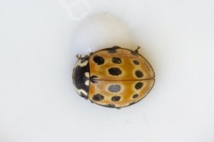 Anatis ocellata - Eyed Ladybird,  Woodside Nurseries, Austerfield.