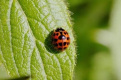 Harmonia axyridis - Harlequin Ladybird, Woodside Nurseries, Austerfield.