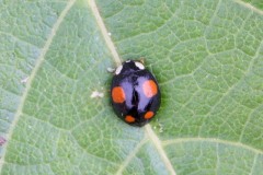 Harmonia axyridis - Harlequin Ladybird, Woodside Nurseries, Austerfield.