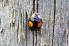 Harmonia axyridis - Harlequin Ladybird, Woodside Nurseries, Austerfield.