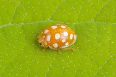 Halyzia sedecimguttata - Orange Ladybird, Woodside Nurseries, Austerfield.