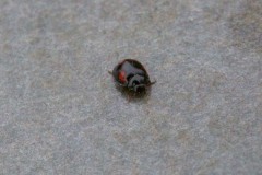 Exochomus quadripustulatus - Pine Ladybird, Woodside Nurseries, Austerfield.