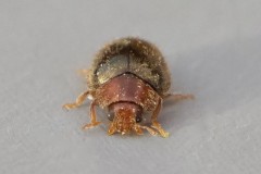 Rhizobius lophanthae, Woodside Nurseries, Austerfield.