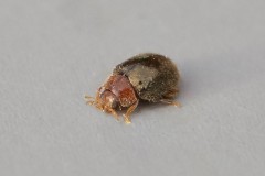 Rhizobius lophanthae, Woodside Nurseries, Austerfield.