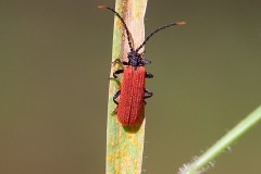 Platycis minutus, Sherwood Forest CP, Notts.