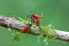 Platycis minutus, Treswell Wood, Notts.