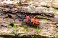 Platycis minutus mating pair, Sherwood Forest CP. Notts.