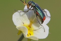 Malachius bipustulatus - Malachite Beetle, ( male showing sex pheromone lobes), Woodside Nurseries, Austerfield.