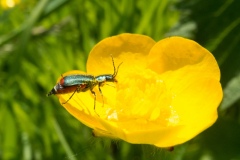 Malachius bipustulatus, Clumber Park