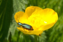 Malachius bipustulatus, Clumber Park