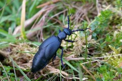 Meloe proscarabaeus, -  Black Oil Beetle, Sherwood Forest, Notts.