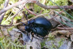 Meloe proscarabaeus, -  Black Oil Beetle, (mating pair), Sherwood Forest, Notts.