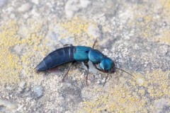 Ocypus ophthalmicus - Blue Rove Beetle, Woodside Nurseries, Austerfield.